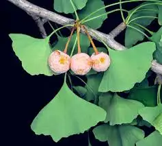 Ginkgo Biloba